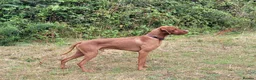 Hungarian Vizsla dogs for stud: PROVEN!!!championship blood line!!!! ❤️ in Llantwit Major - Advert 24
