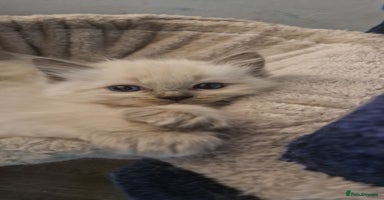 Ragdoll cats - Advert 4