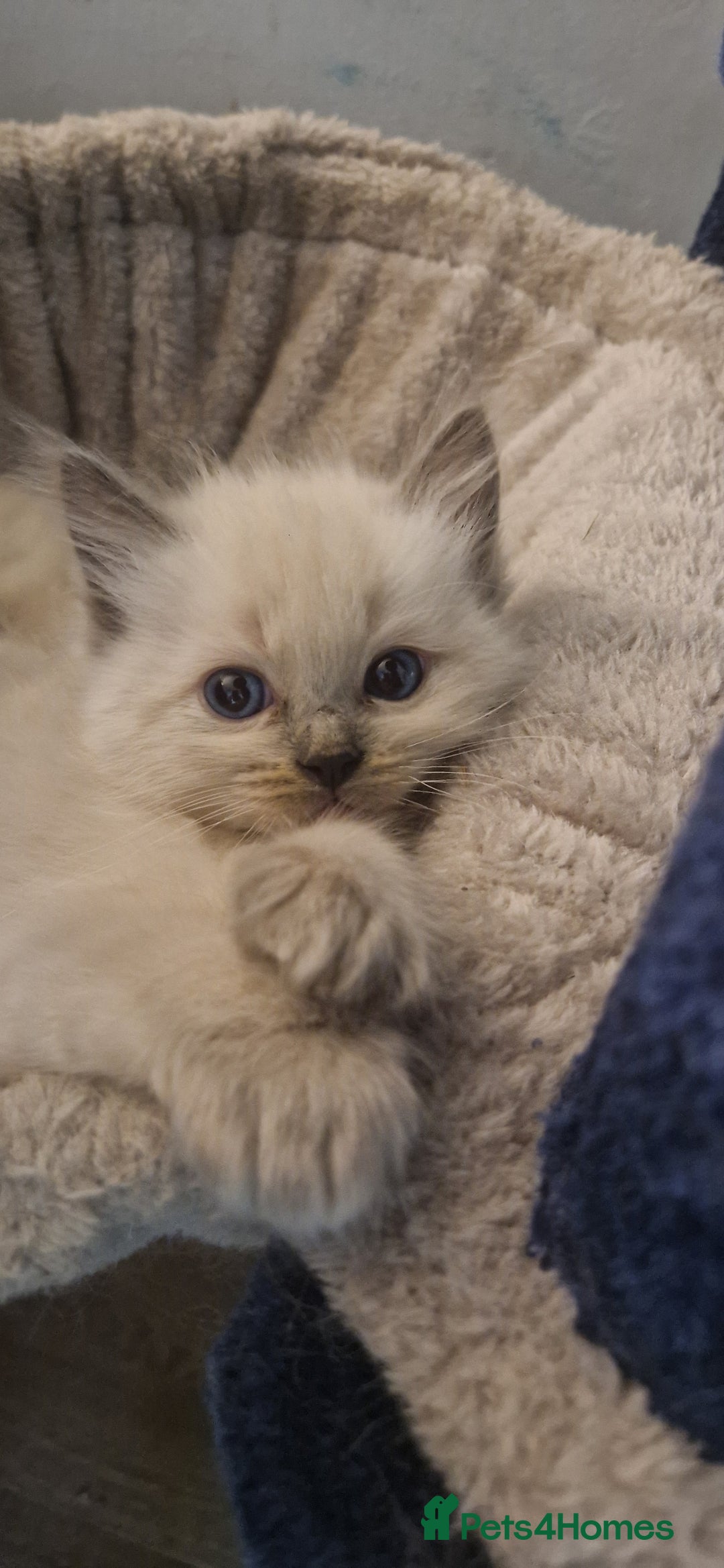Ragdoll cats for sale: Gorgeous Ragdoll Kittens  - Image 2