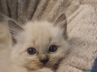 Ragdoll cats - Advert 11