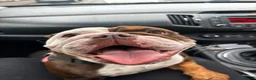 English Bulldog dogs for sale: English bulldog 3 years old.  - Advert 9