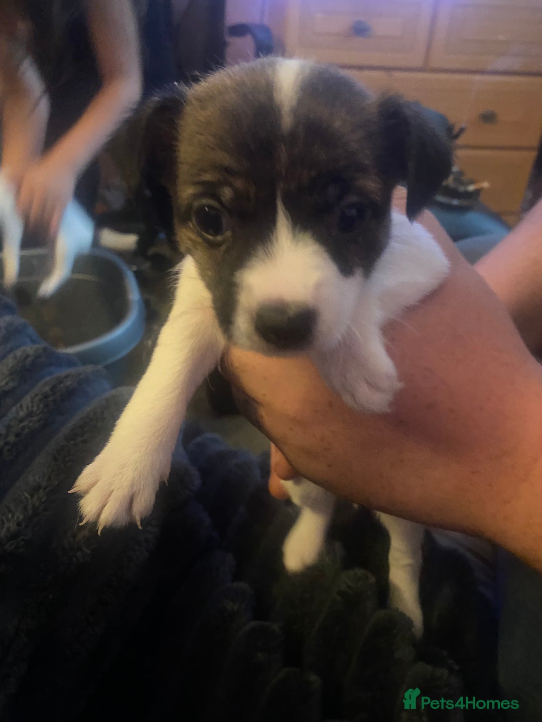 Jack Russell dogs for sale: Jack Russel’s puppies - Image 2