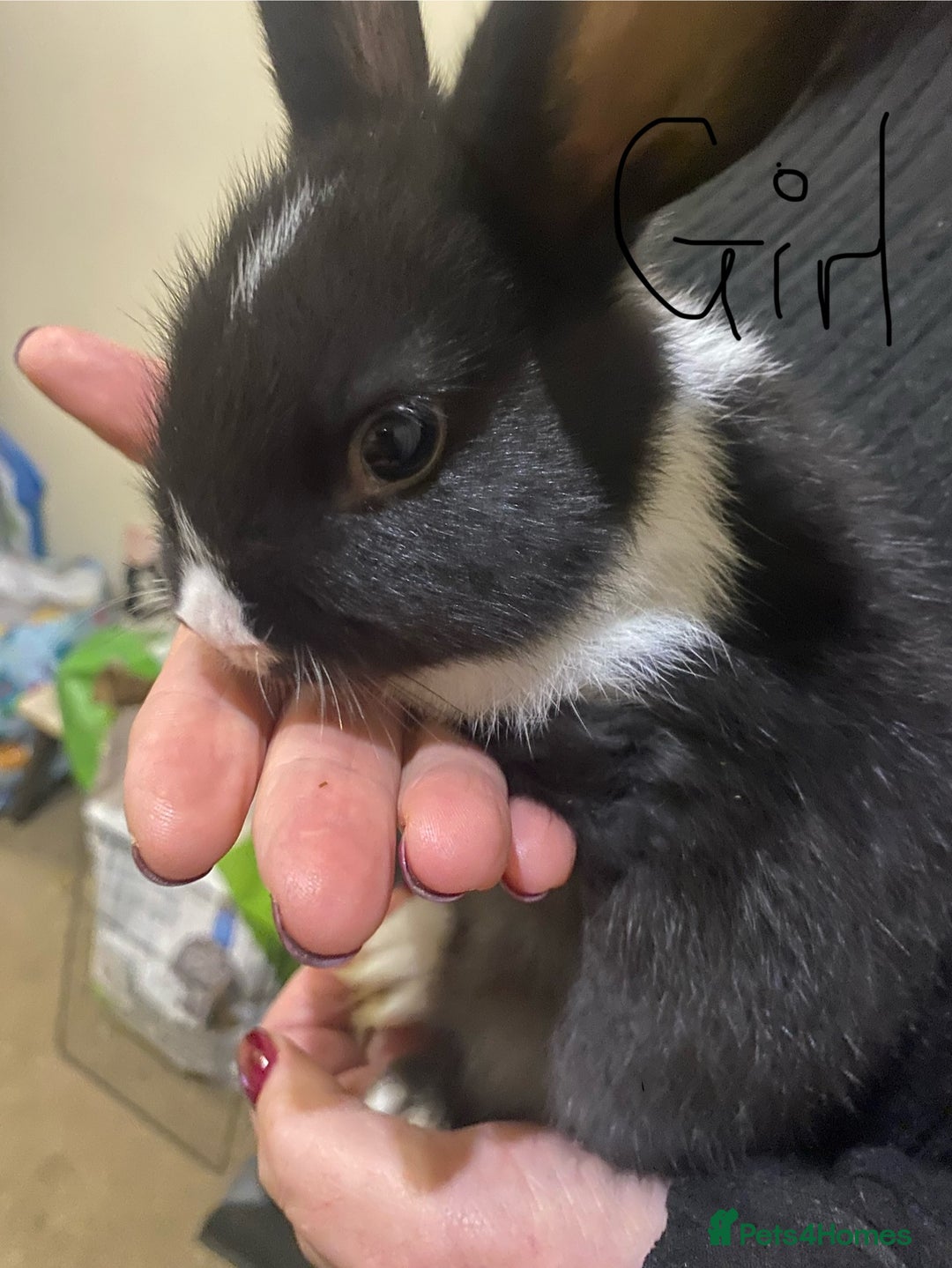 Mixed Breed rabbits for sale: 5 Rex/lionhead mix bunnies for sale - Advert 14