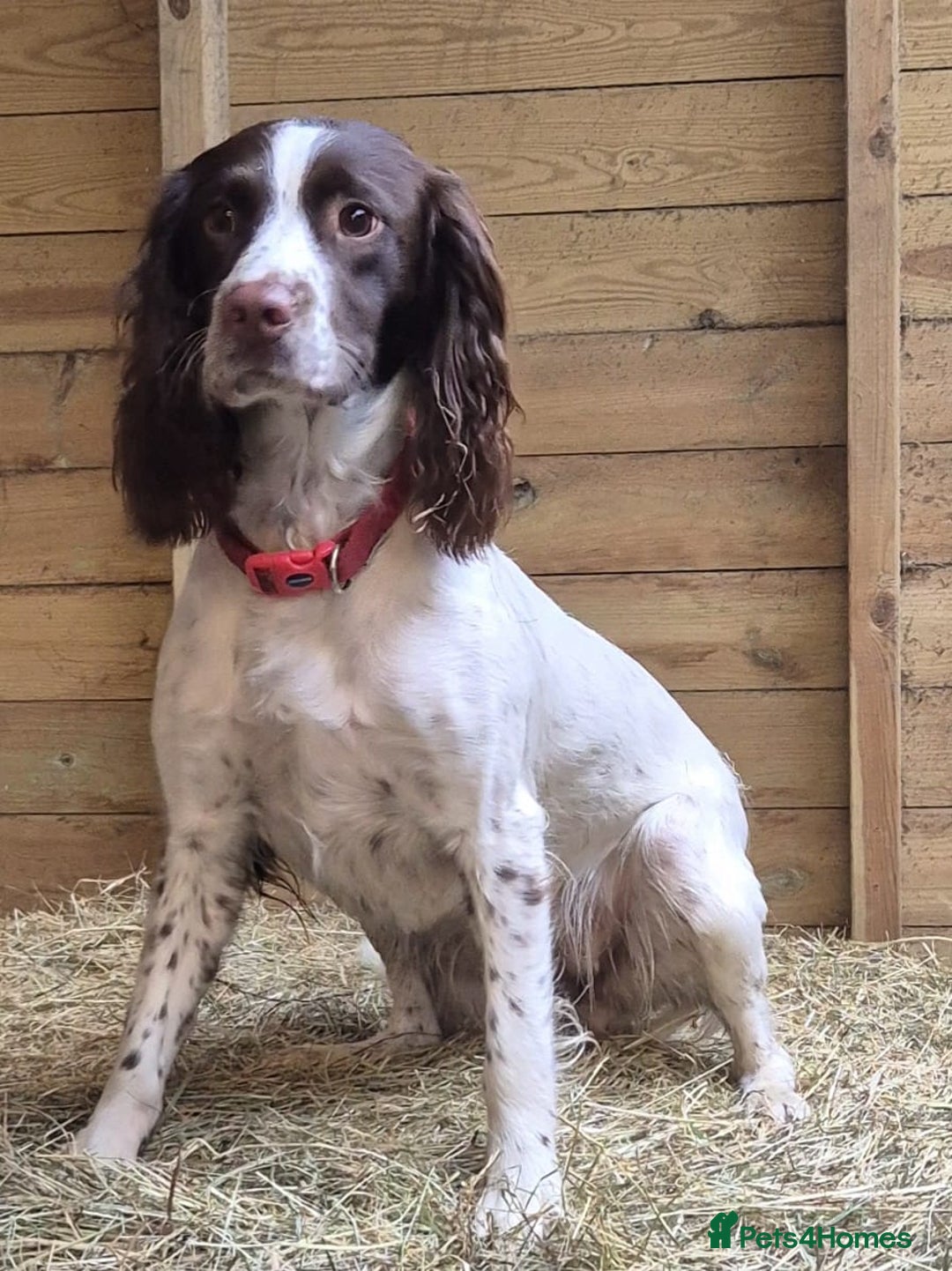 Sprocker dogs for sale: Home-Reared Sprocker Puppies  - Advert 2