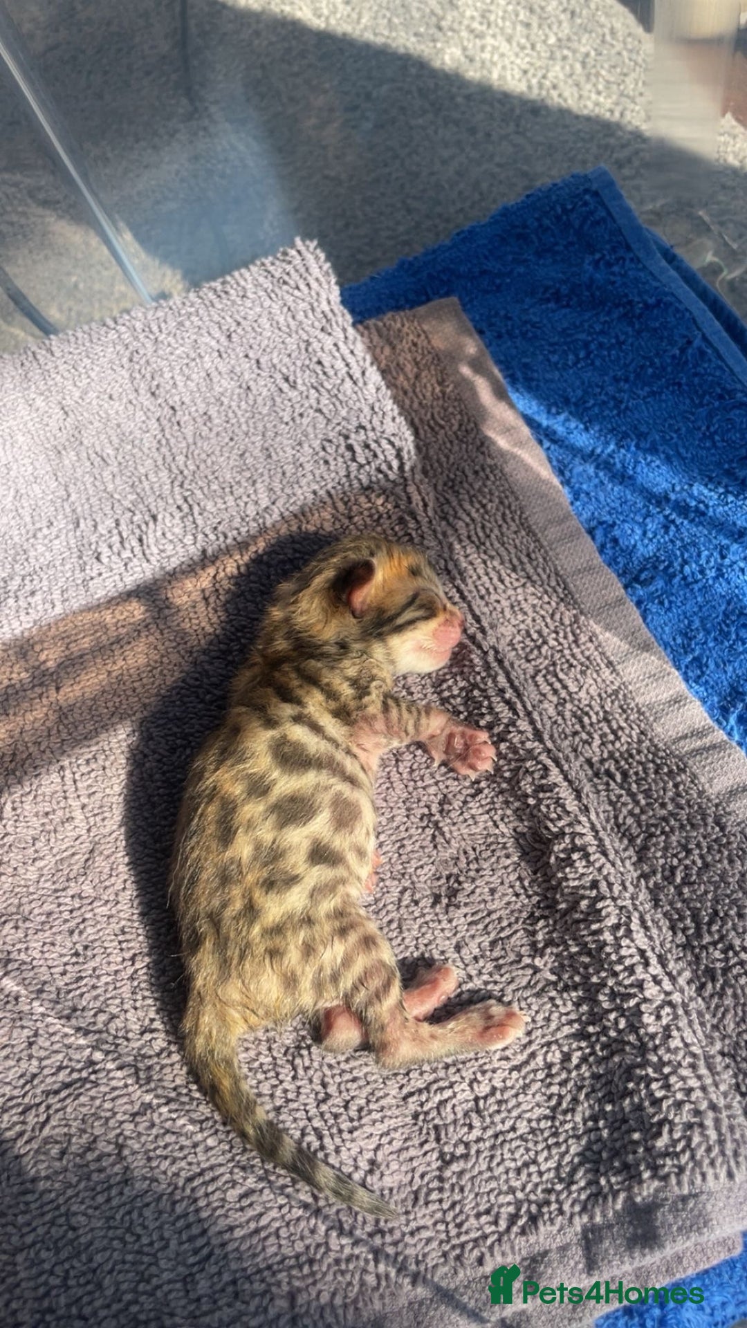 Bengal cats for sale: TICA registered Bengal girls. - Image 18