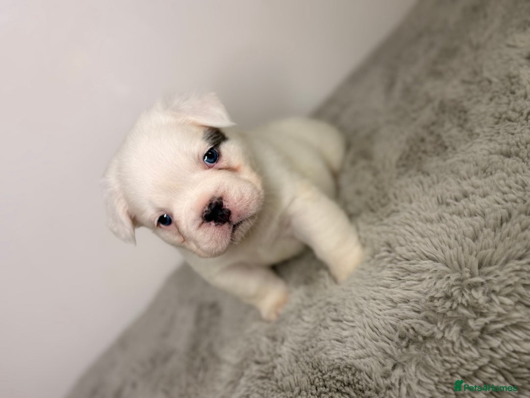 French Bulldog dogs for sale: Full visual outstanding fluffy frenchies - Advert 14