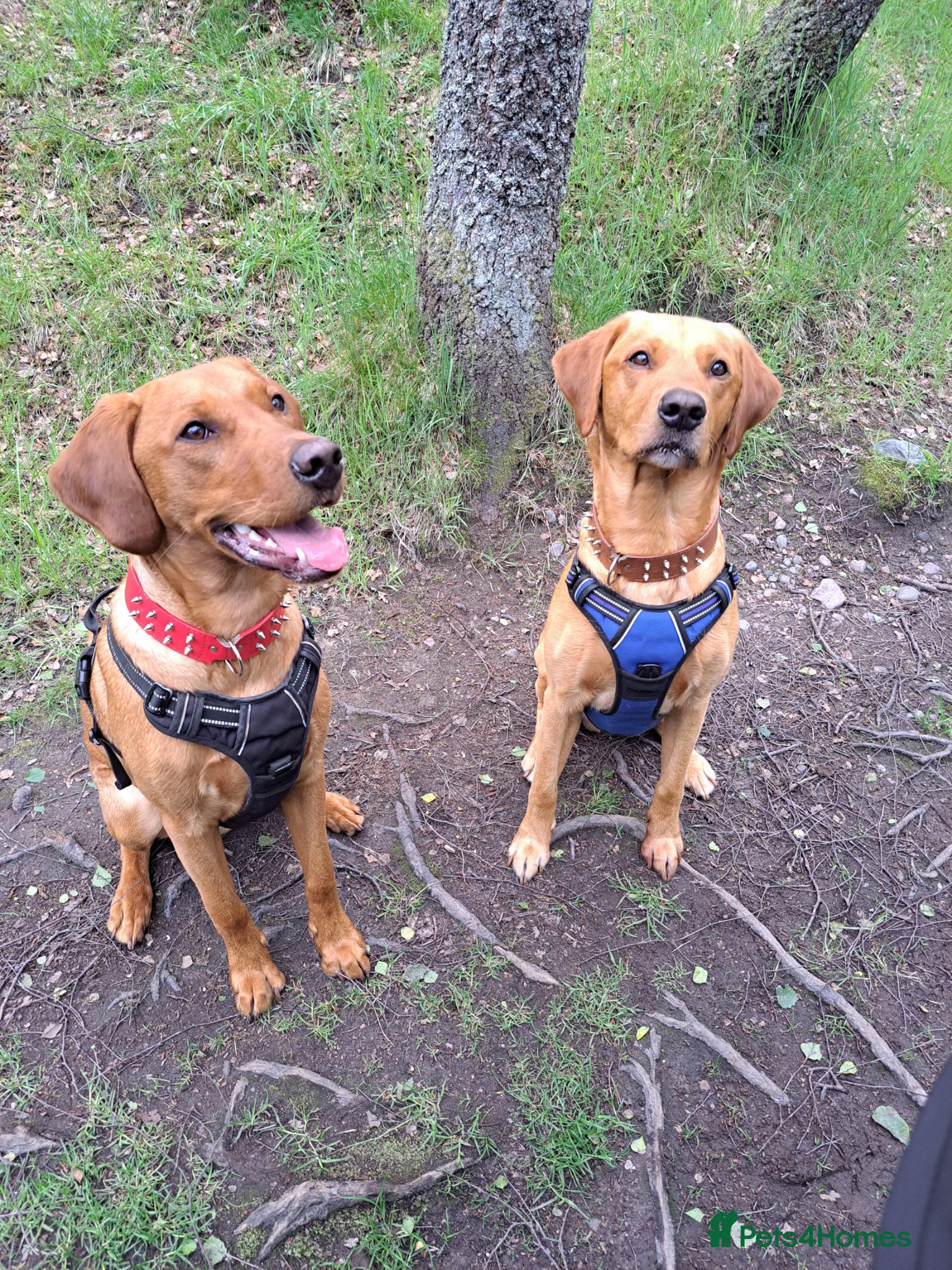 Labrador Retriever dogs for stud: STUD ONLY - Proven Fox Red Labrador  - Advert 13