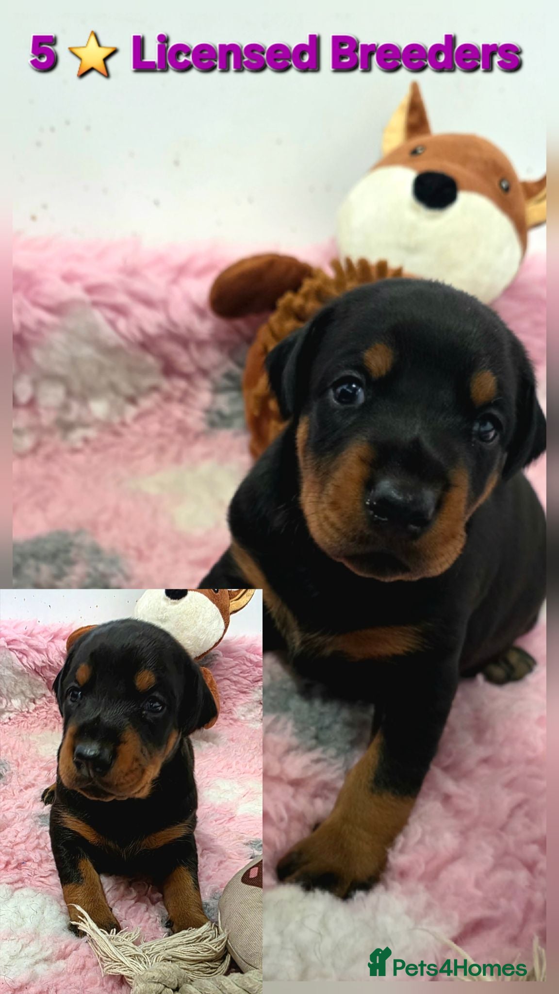 Dobermann dogs Fantastic KC Dobermann Puppies  - Advert 1