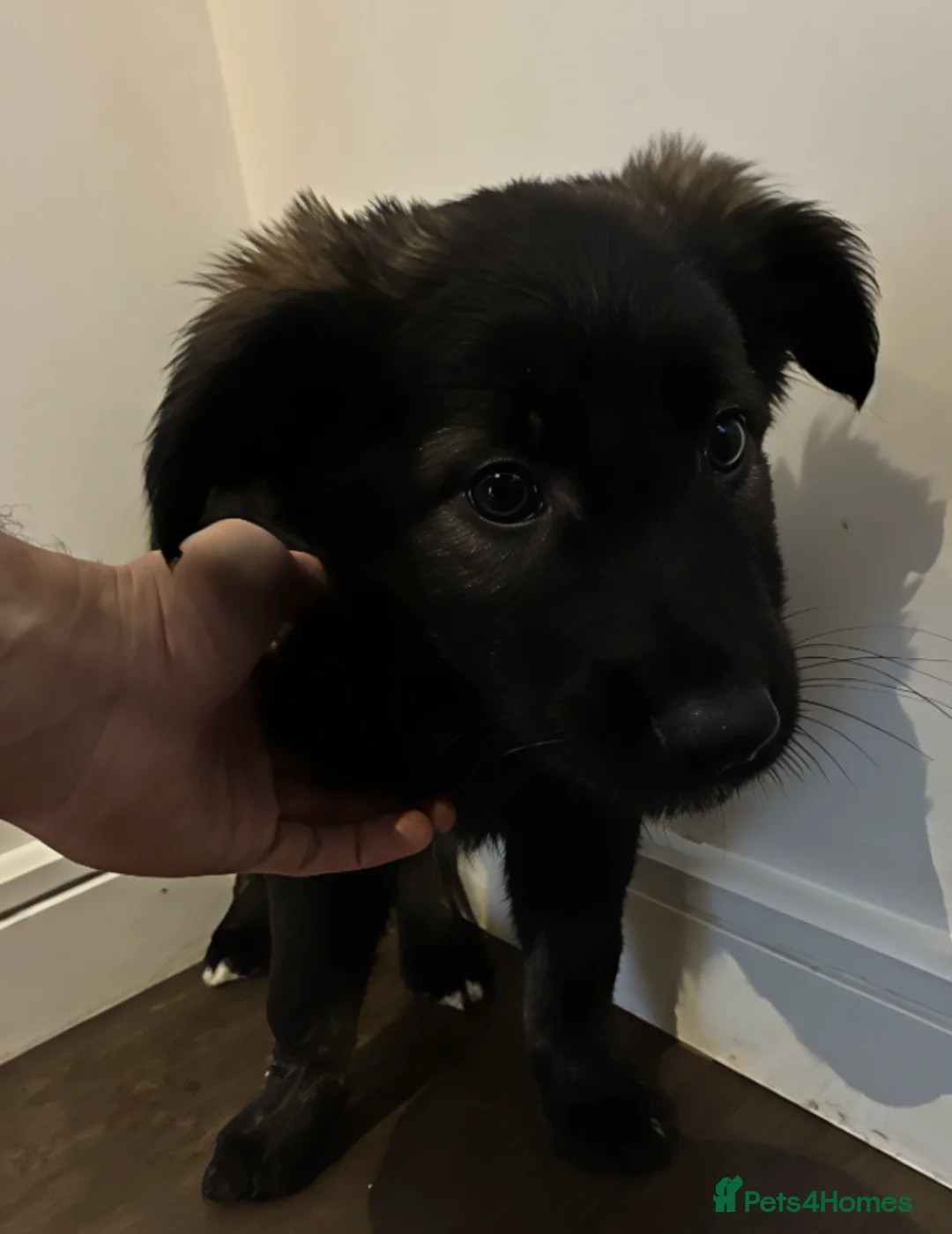 Mixed Breed dogs for sale: Puppies German Shepherd x Saluko x Dutch Harder - Advert 14