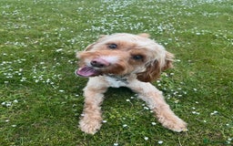 Mixed Breed dogs for sale: Jack Russel x Cockapoo Puppies - Image 21