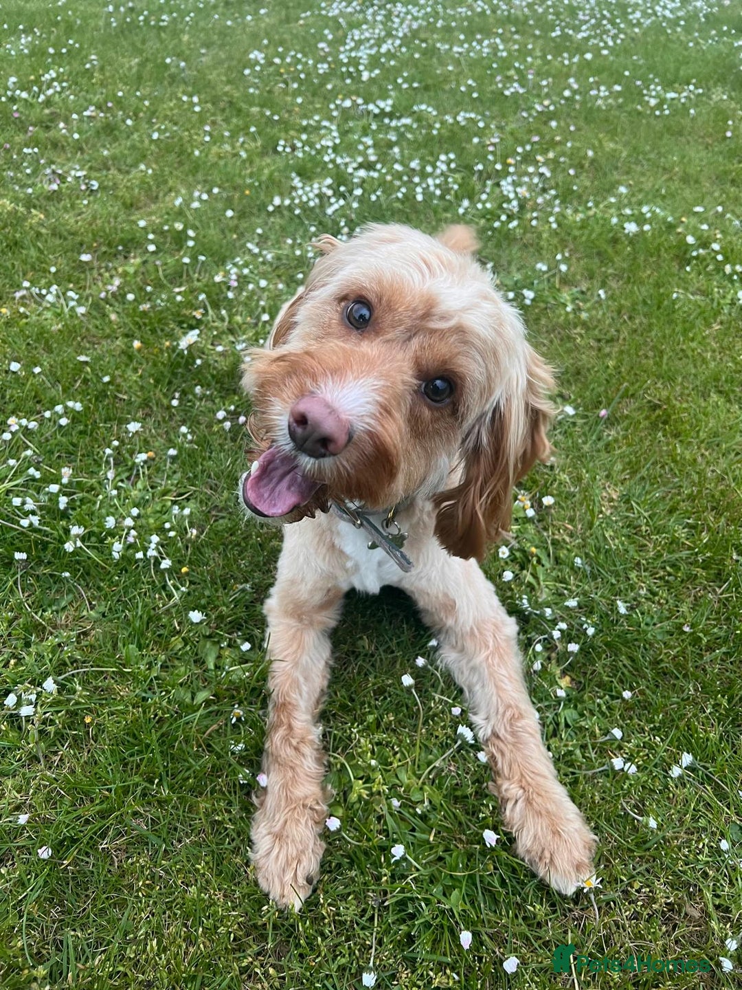 Mixed Breed dogs for sale: Jack Russel x Cockapoo Puppies - Image 21