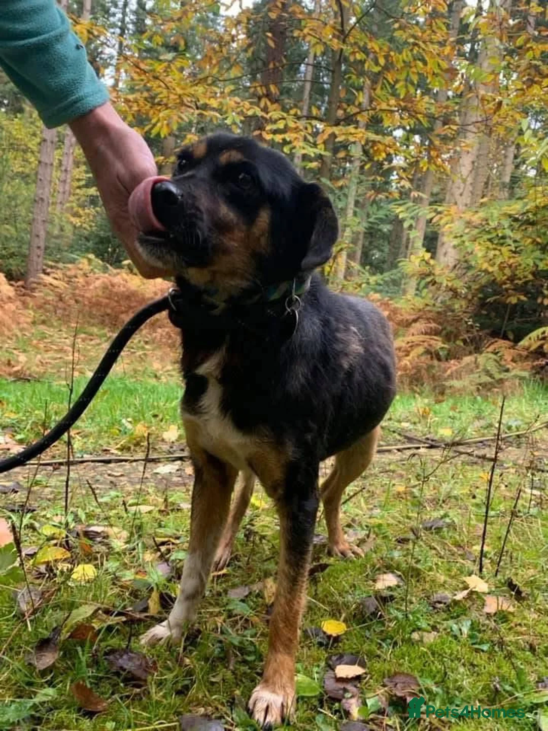 Mixed Breed dogs for adoption: Paddy - Norwich Norfolk  - Advert 11