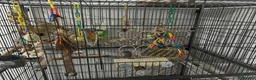Cockatiels birds for sale: A cockatiel with a large cage  in Doncaster - Advert 4