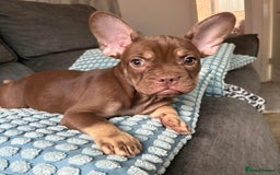 French Bulldog dogs for sale: Chocolate and tan boy - Image 1