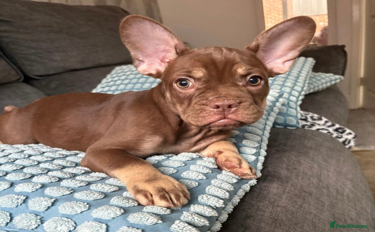 French Bulldog dogs - Advert 3