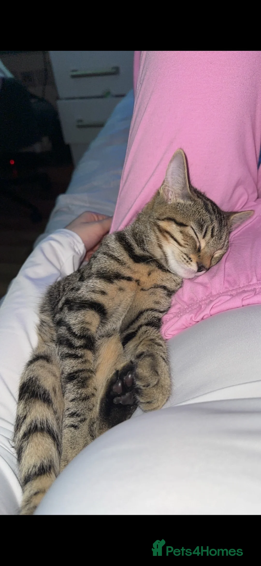 Mixed Breed cats for sale: One female kitten for sale in Leicester - Advert 5
