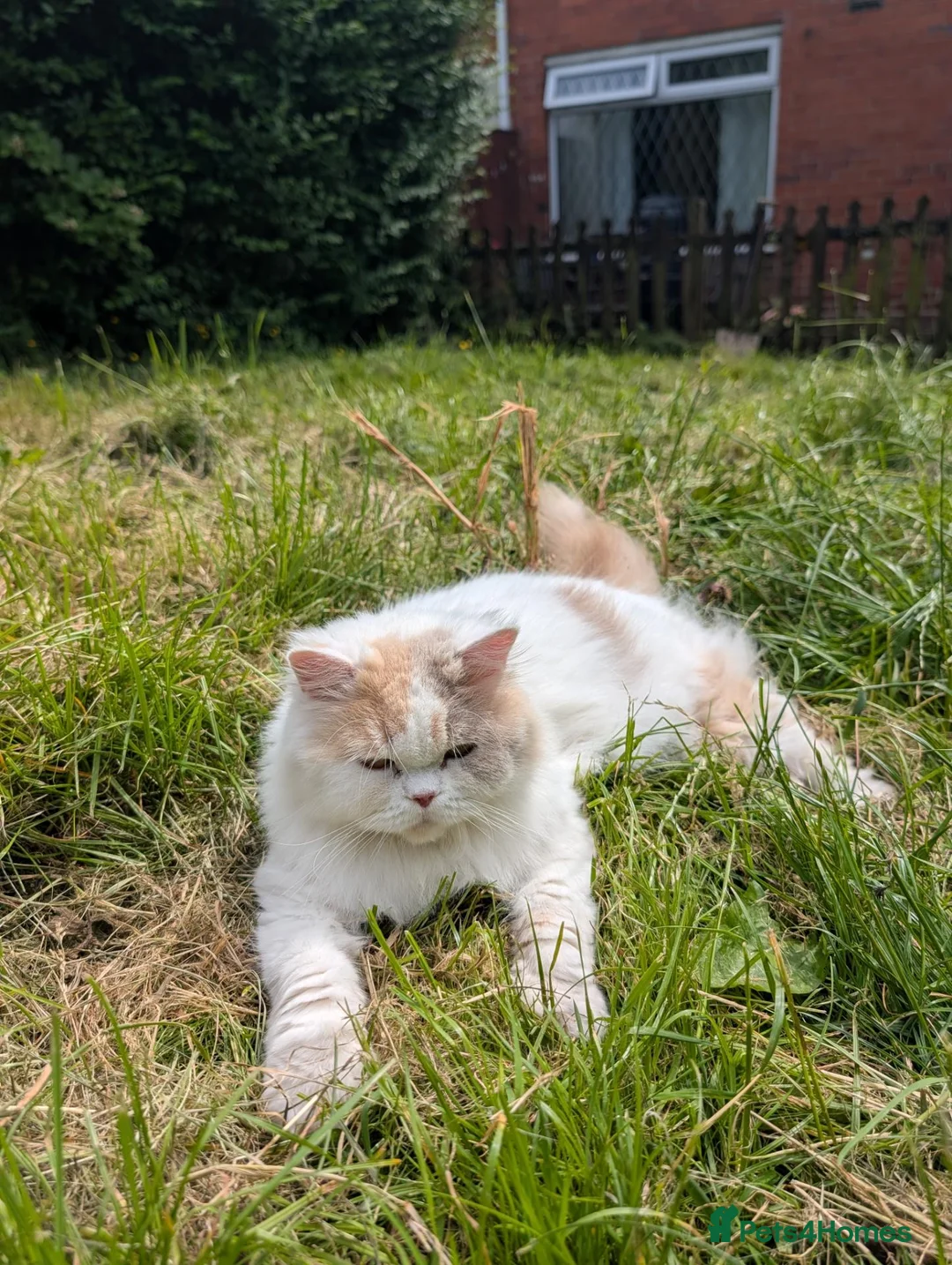 British Longhair cats for sale: Lola is looking for a new home  - Advert 2