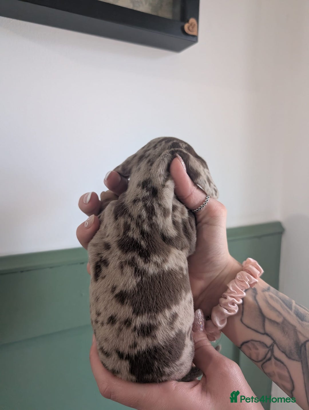 Miniature Dachshund dogs for sale: 2 puppies left in litter of 5 (2 boys) - Advert 2