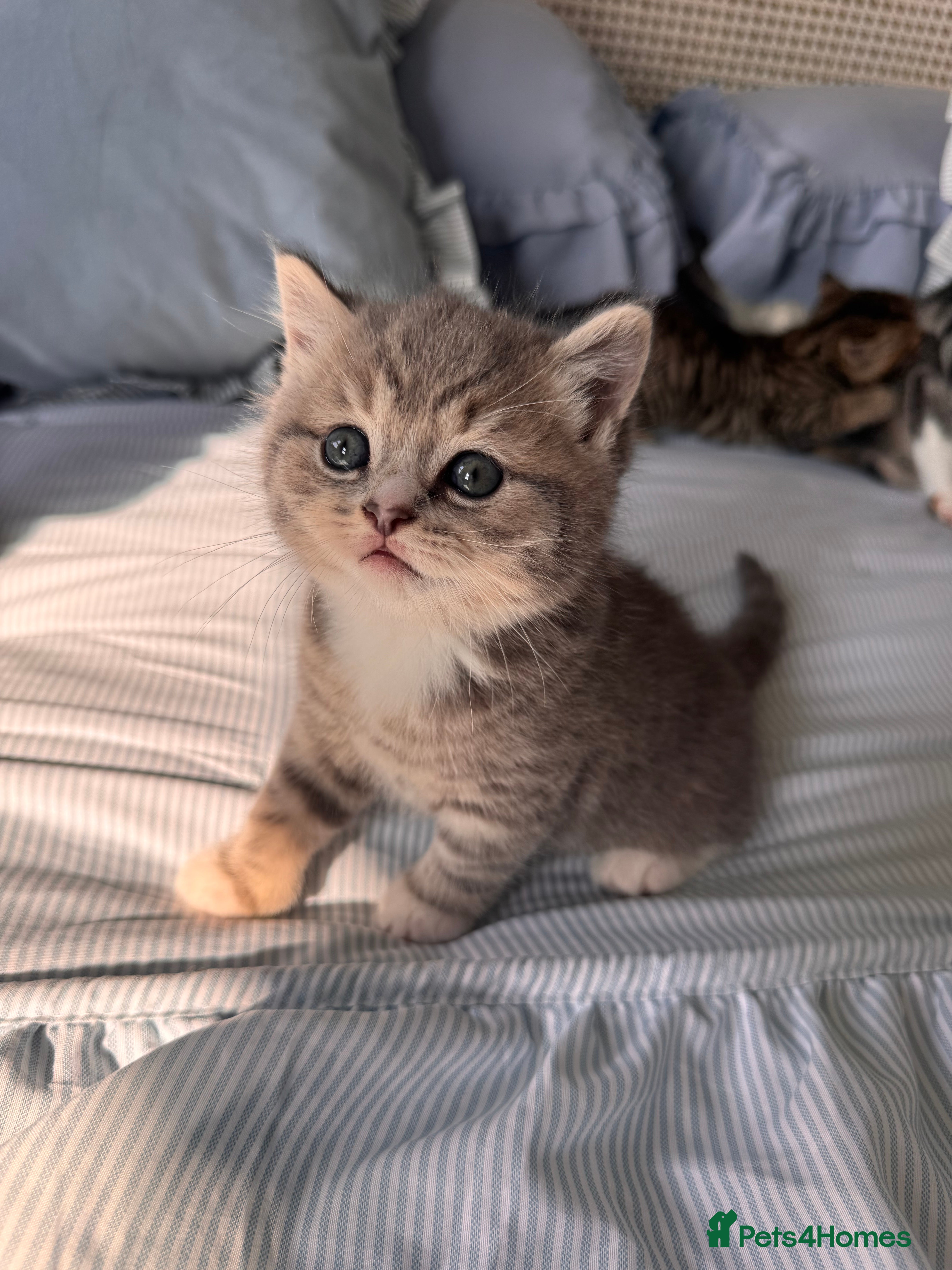 British Shorthair cats Purebred British Shorthair Kittens - Advert 2