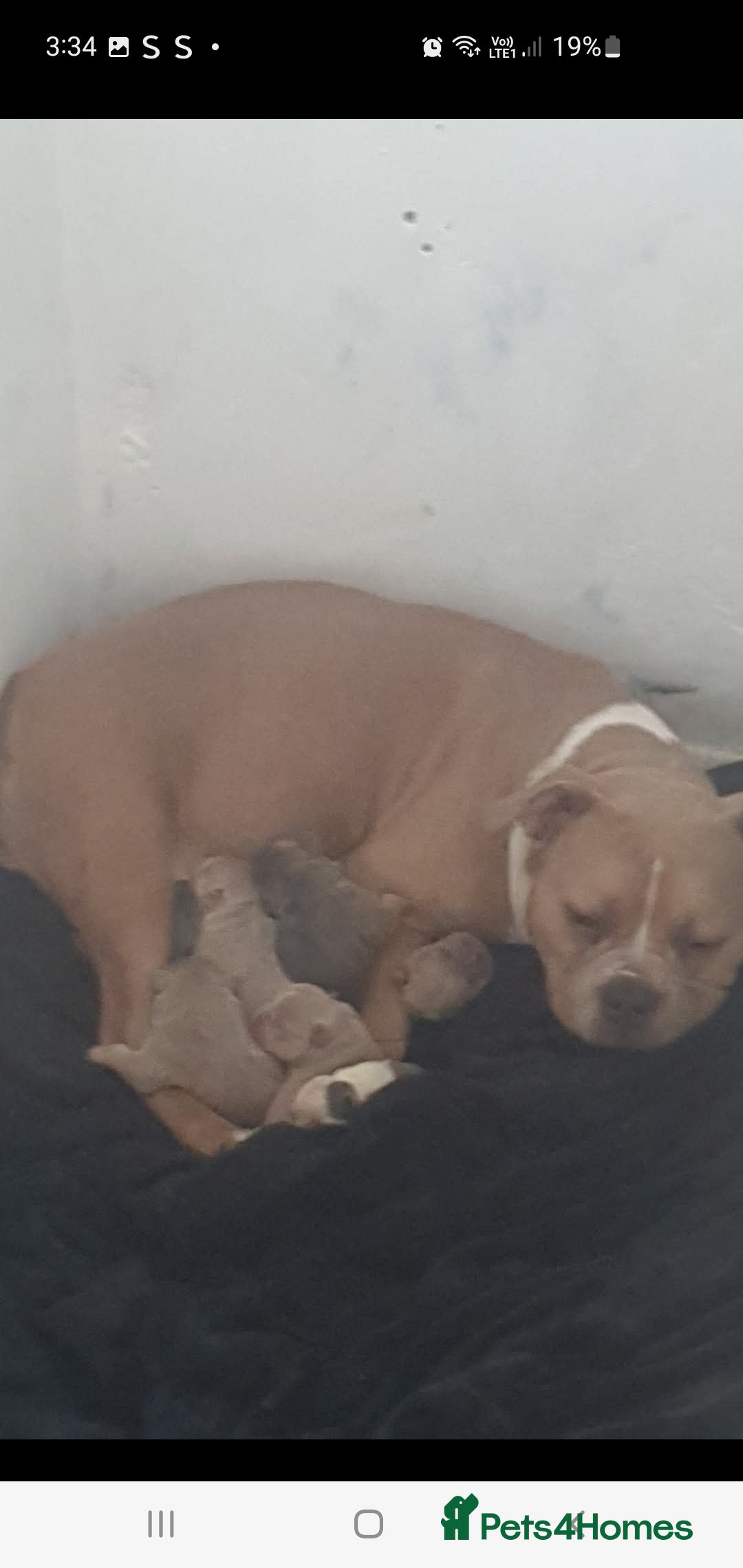 Mixed Breed dogs for sale: Pocket bully pups - Image 8