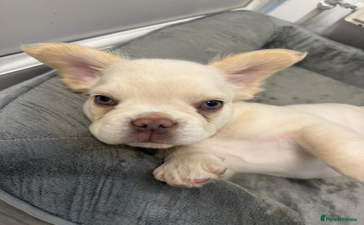 French Bulldog dogs - Advert 17