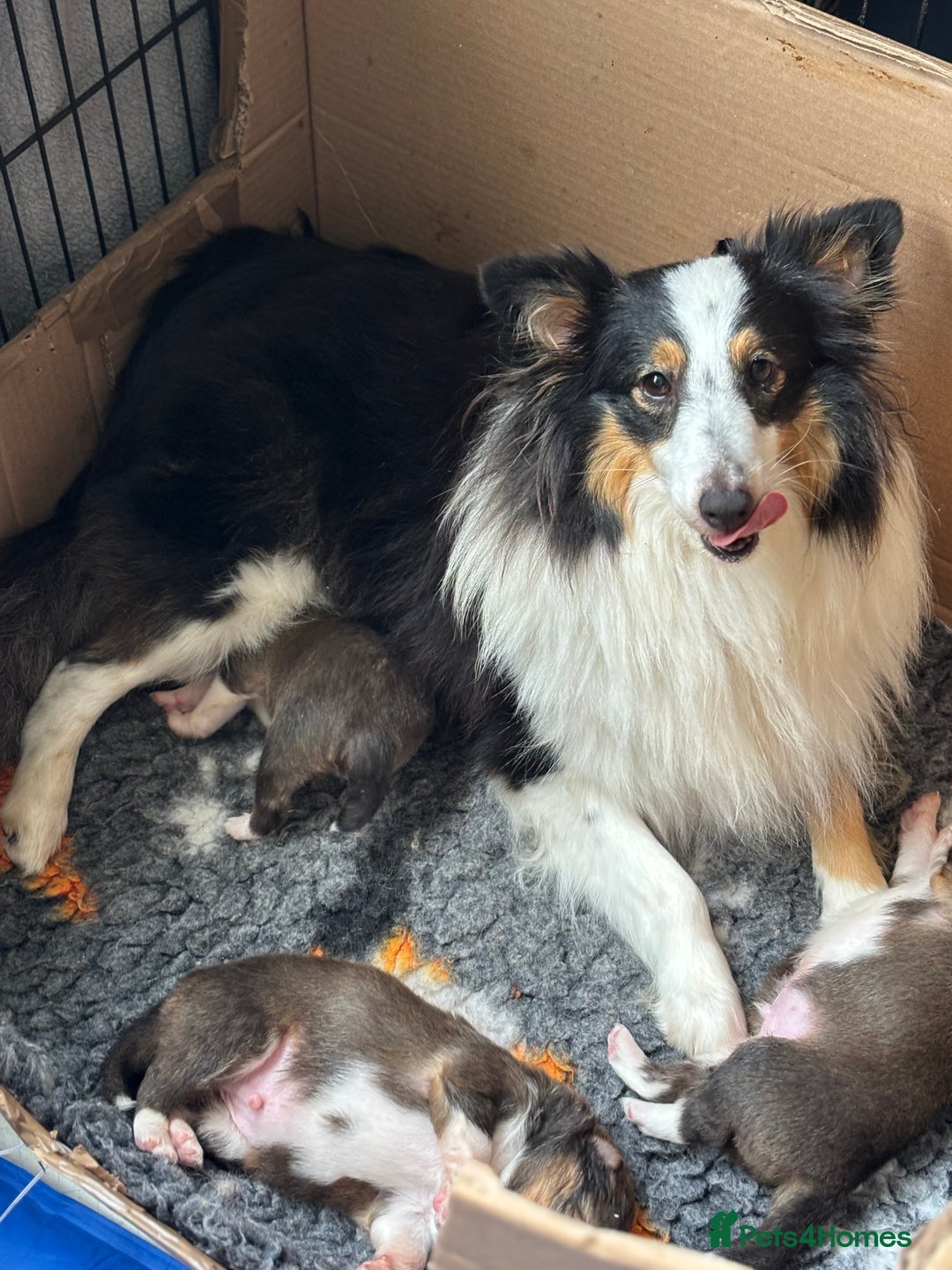 Shetland Sheepdog dogs for sale: Beautiful sable Shetland sheepdog puppies  - Image 4