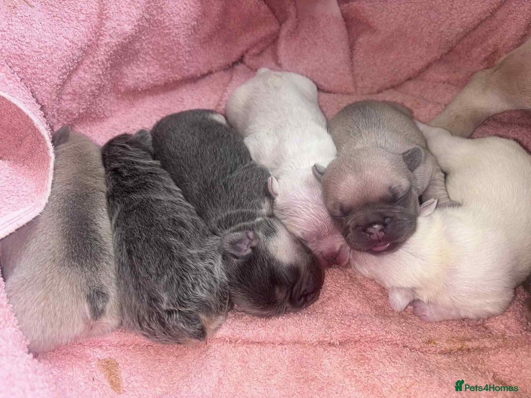French Bulldog dogs for stud: Lilac and tan carrying cream, testable & fluffy in Motherwell - Image 29