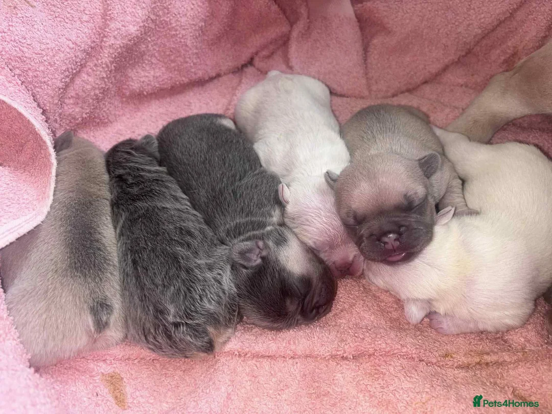 French Bulldog dogs for stud: Lilac and tan carrying cream, testable & fluffy in Motherwell - Advert 29