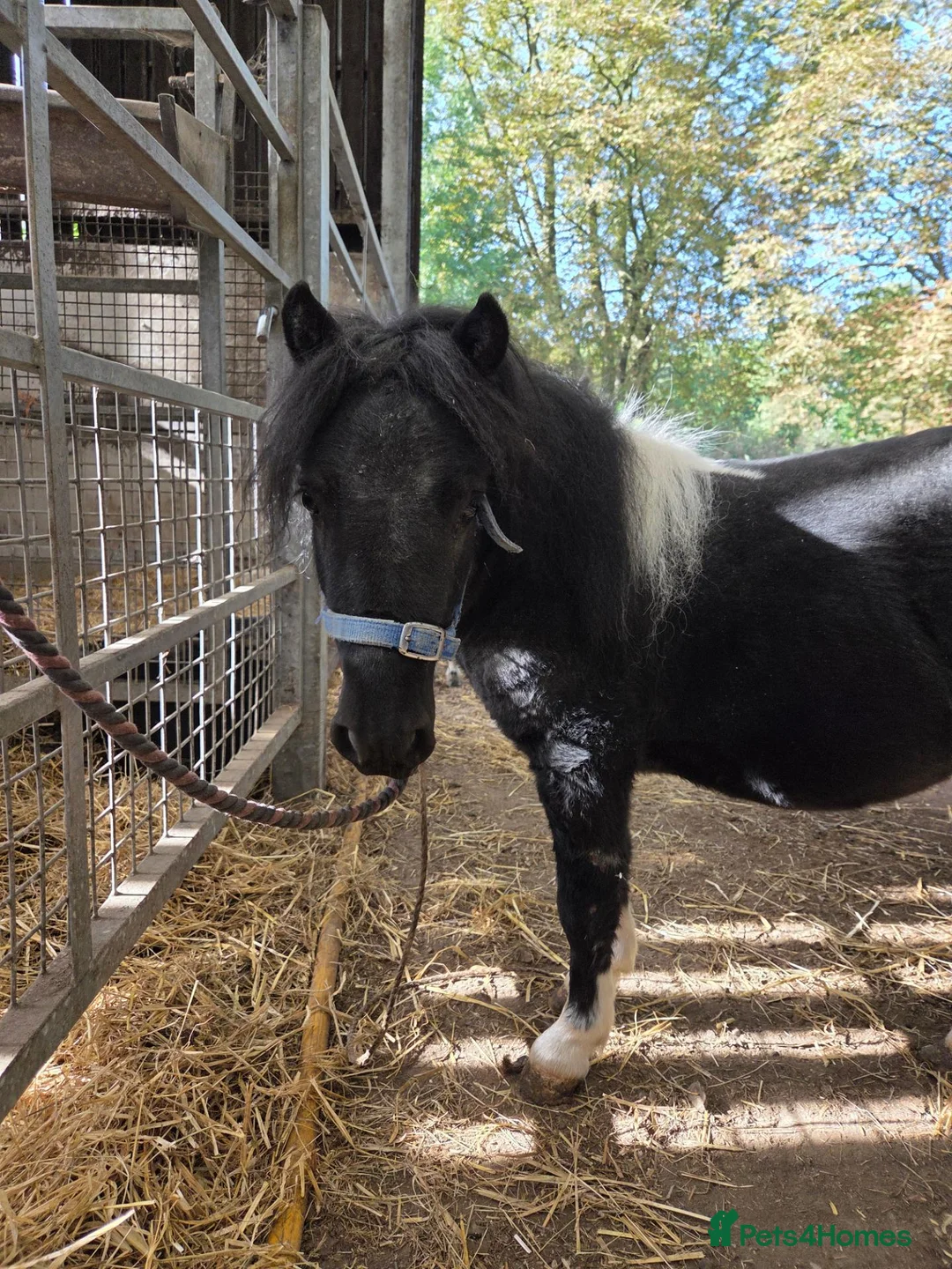 Shetland pony horses for sale: Glenroeburn Nelson - Advert 5