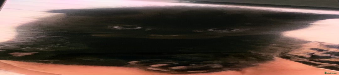 British Shorthair Kitten 1