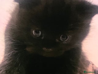 British Shorthair cats British short hair - Advert 1