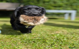 Mixed Breed dogs for sale: Cockerdale bitch  - Image 4