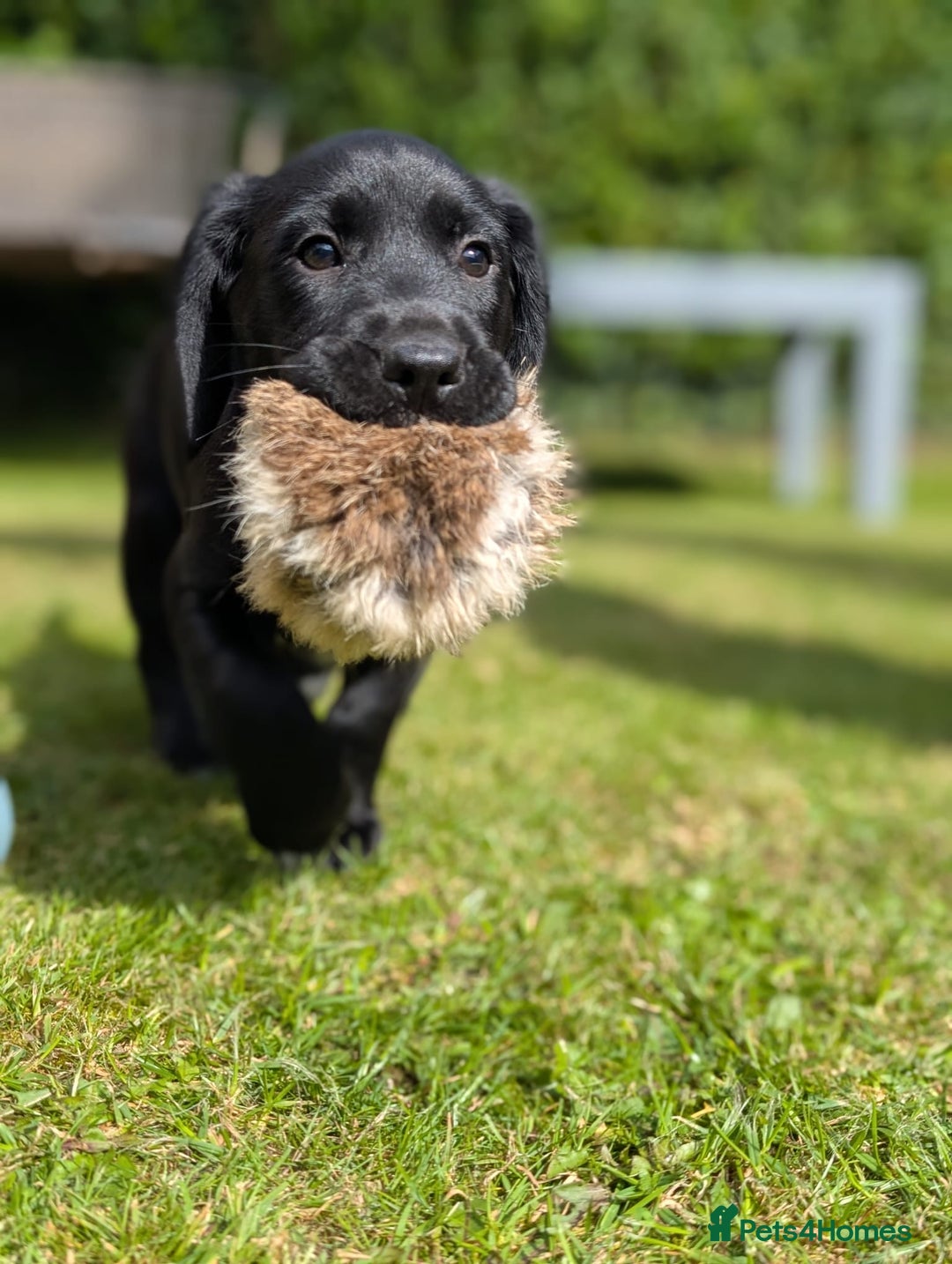 Mixed Breed dogs for sale: Cockerdale bitch  - Image 4