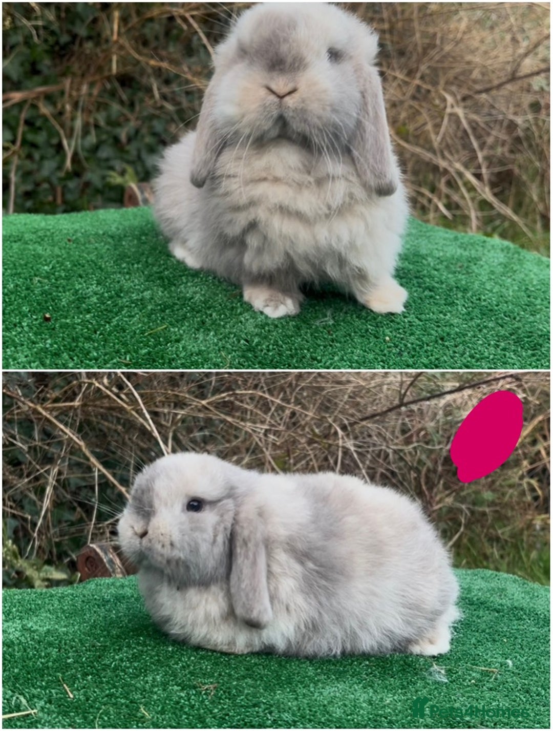 Mini Lop rabbits for sale: Baby mini lops ready 27th December  - Advert 2