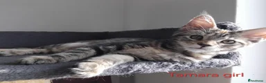 Maine Coon 3