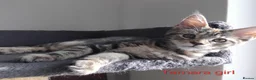 Maine Coon cats for sale: Maine coon kitten black smoke, grey-blue, tortoise - Advert 12