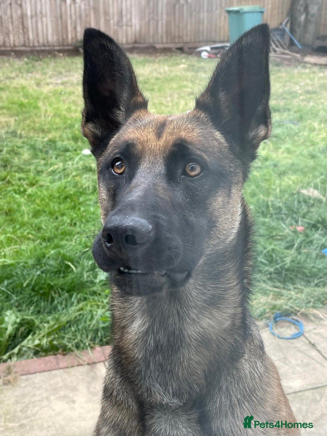 Belgian Shepherd Dog dogs for sale: Nicki - Image 9