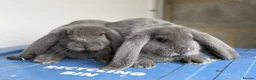 French Lop rabbits for sale: Stunning French lop babies  - Advert 6