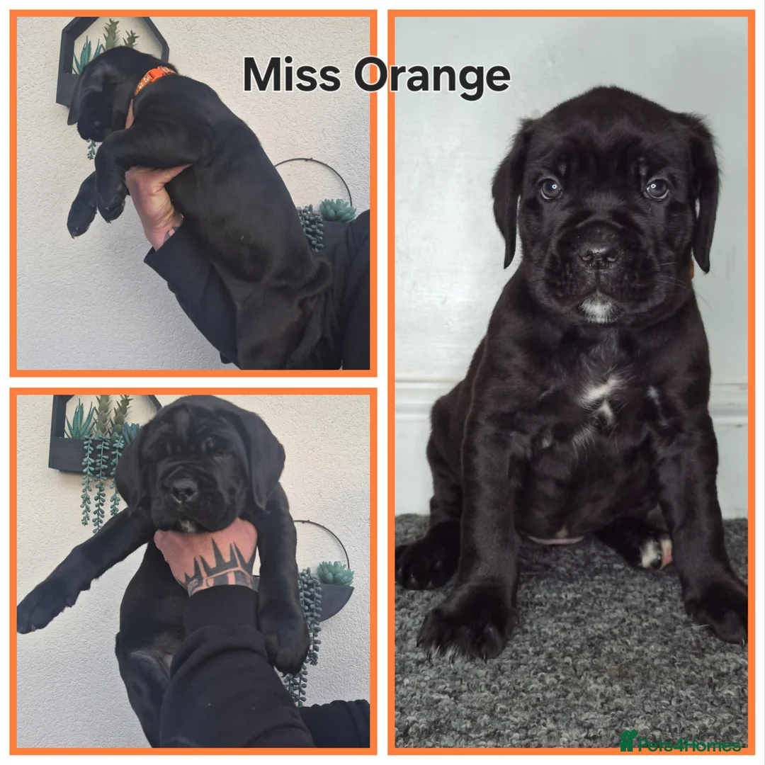 Cane Corso dogs for sale: ***REDUCED*** Cane Corso pups - Advert 13