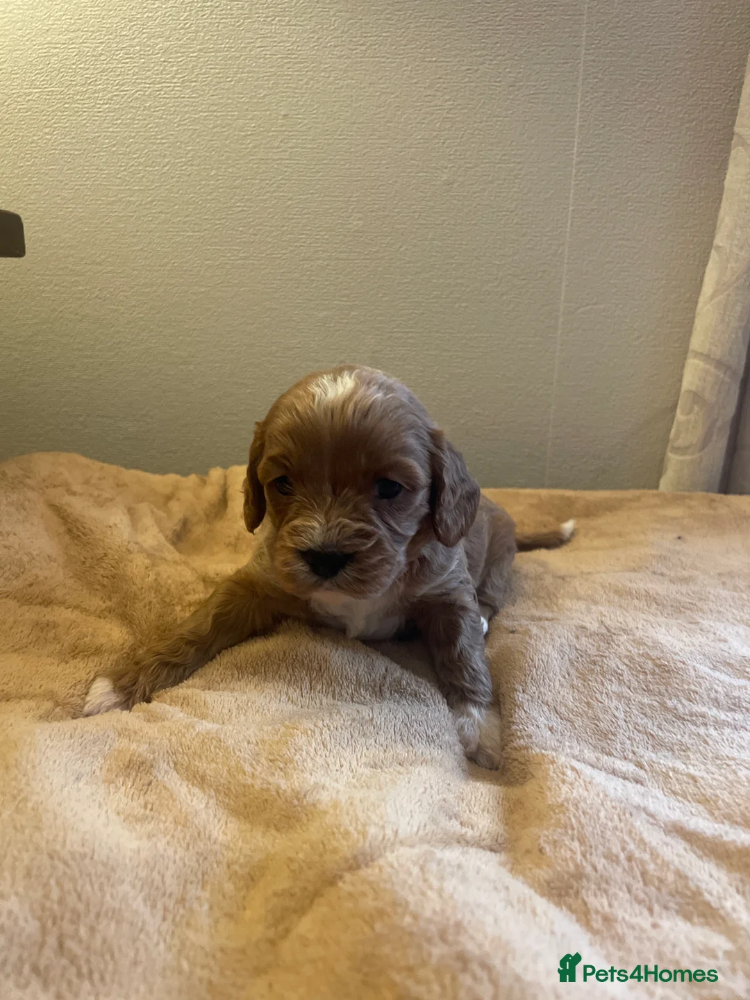Cavapoo dogs for sale: Beautiful cavapoo puppies  - Advert 2