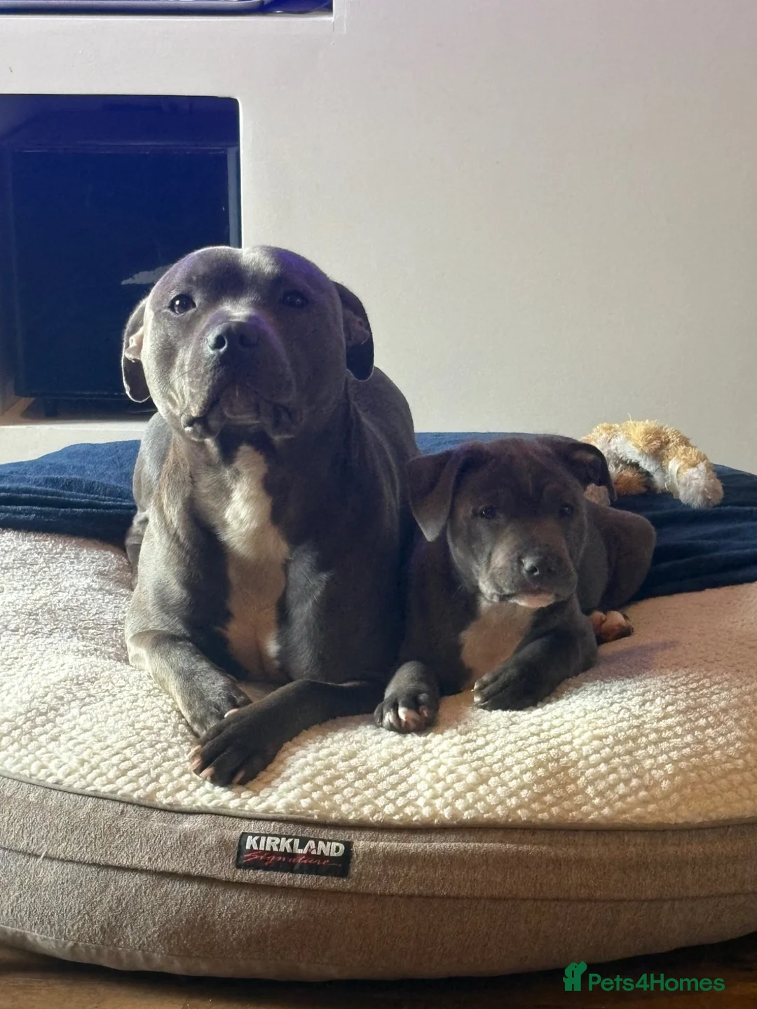 Staffordshire Bull Terrier dogs for sale: Blue Staffordshire bull terrier puppy  - Advert 8