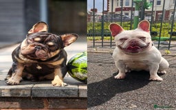 French Bulldog dogs for sale: French bulldog puppies  - Image 8