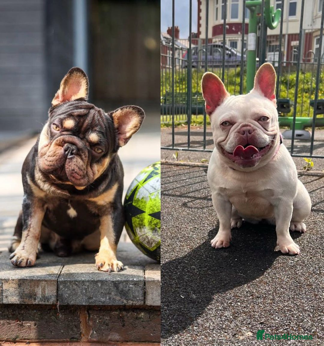 French Bulldog dogs for sale: French bulldog puppies  - Image 8