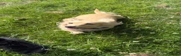 Miniature Dachshund dogs for sale: Cream long haired miniature dachshund - Advert 5