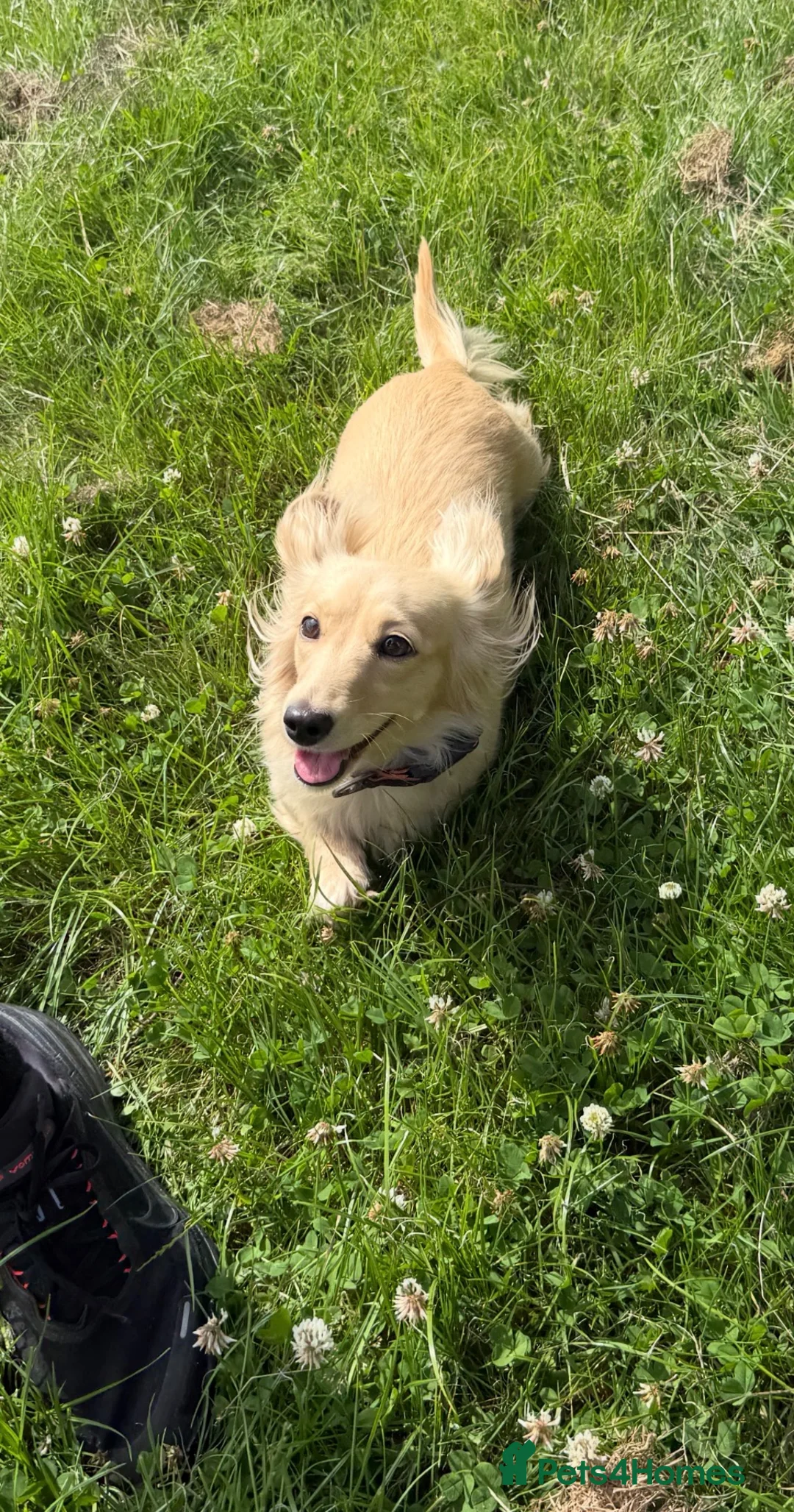 Miniature Dachshund dogs for sale: Cream long haired miniature dachshund - Advert 5