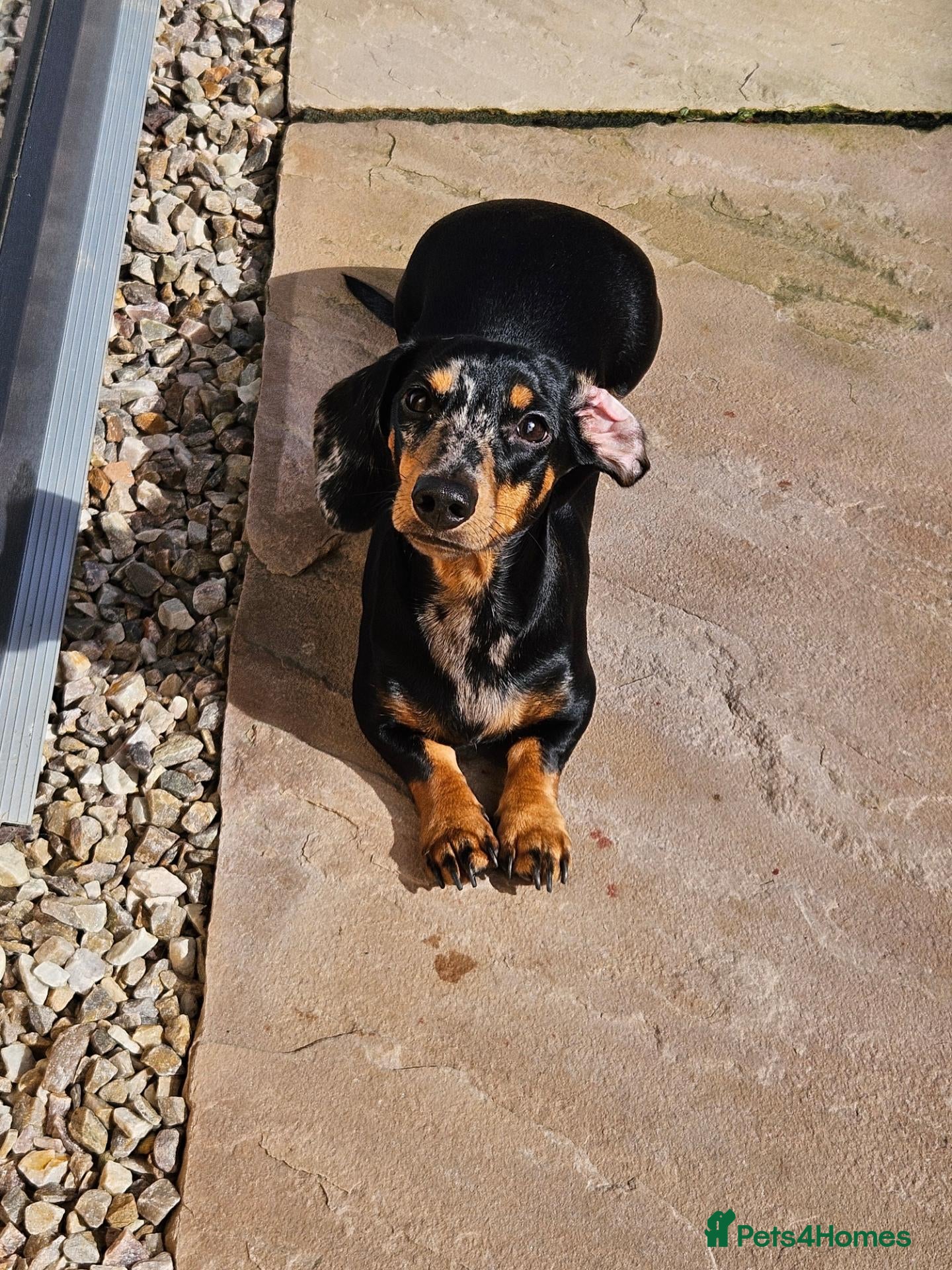 Miniature Dachshund dogs 2 year old miniature dachshund  - Advert 1