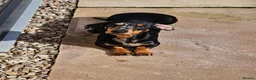 Miniature Dachshund dogs for sale: 2 year old miniature dachshund  in Lochgelly - Advert 1