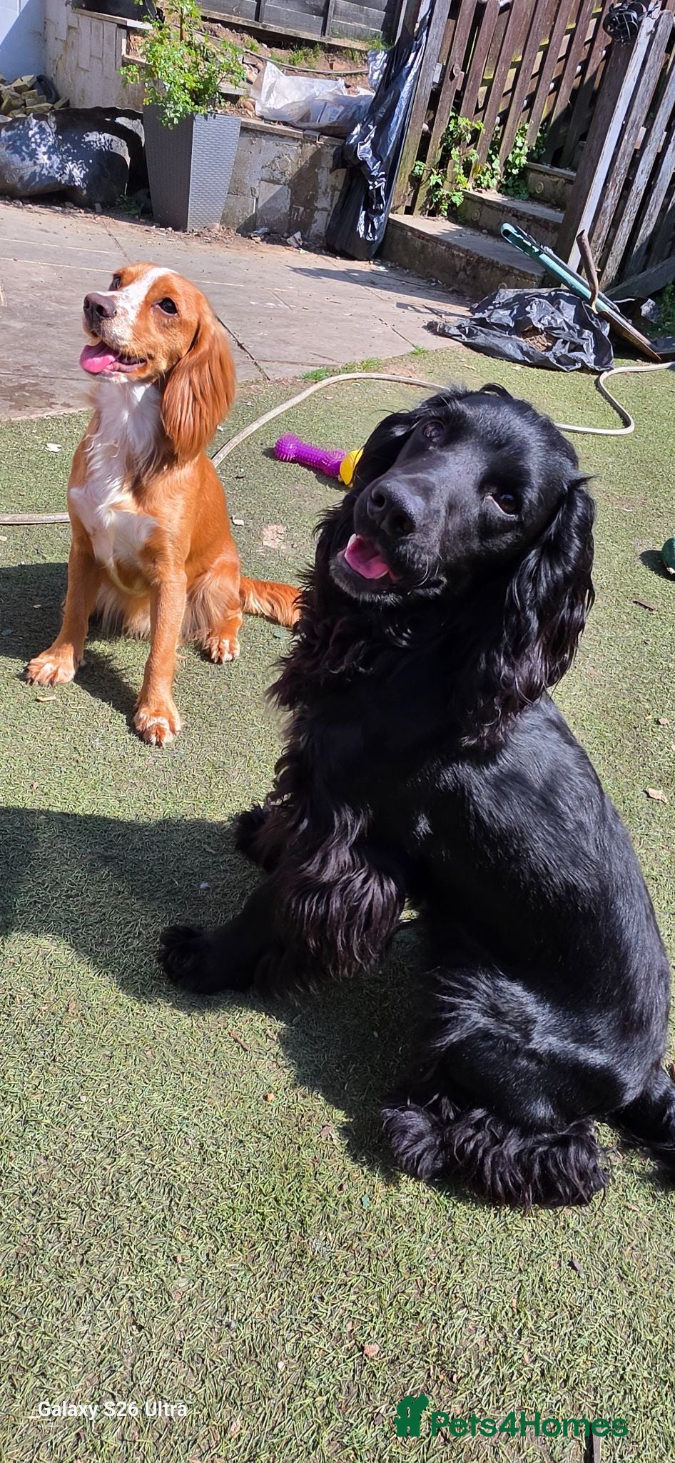 Cocker Spaniel dogs Cocker spanel stud - Advert 1