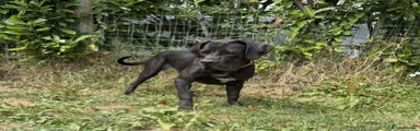 Black female from Lexi