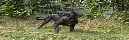 Boerboel dogs for sale: 1 stunning male left  - Advert 21